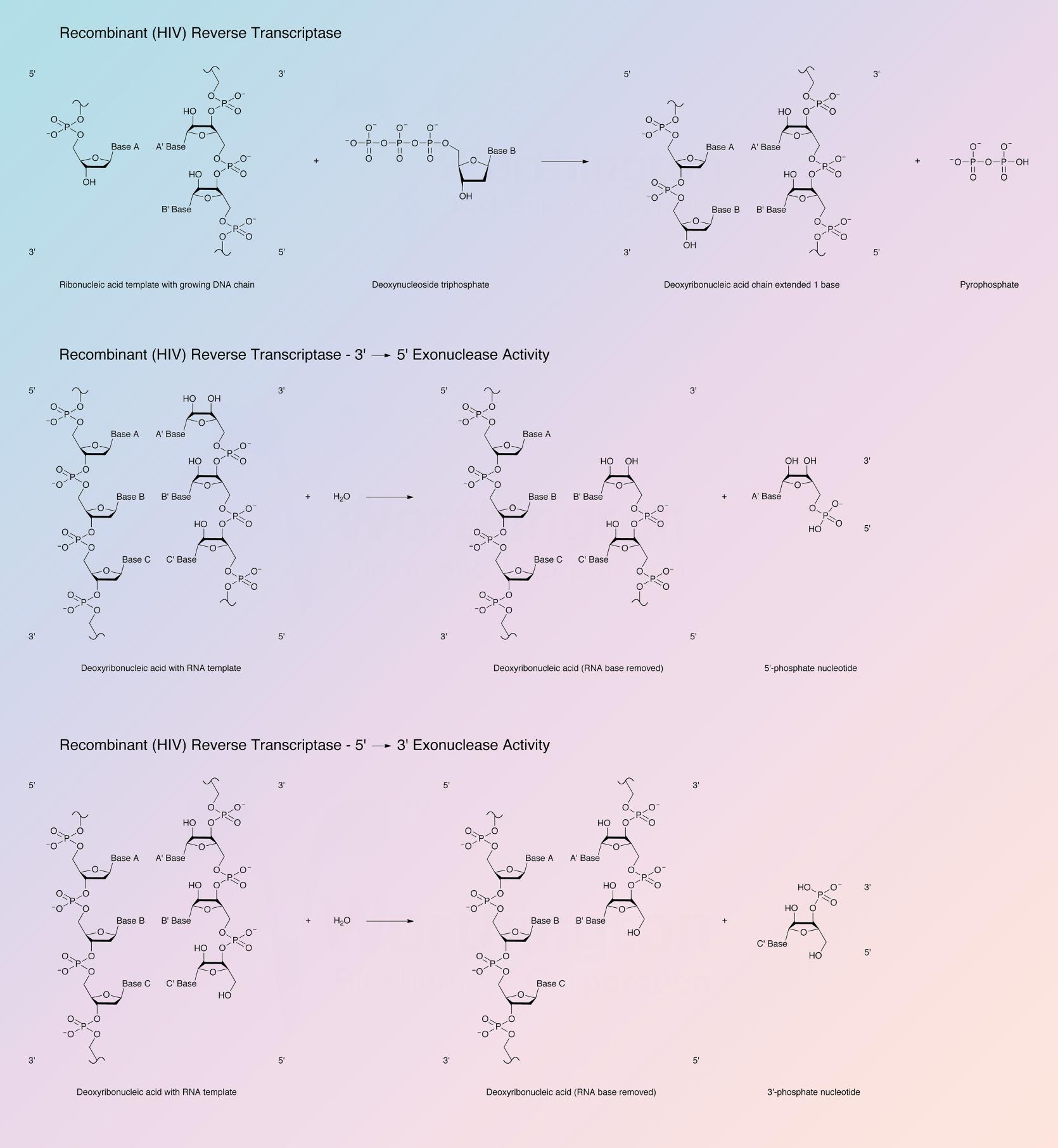 Reverse Transcriptase, Recombinant HIV Enzymatic Reaction