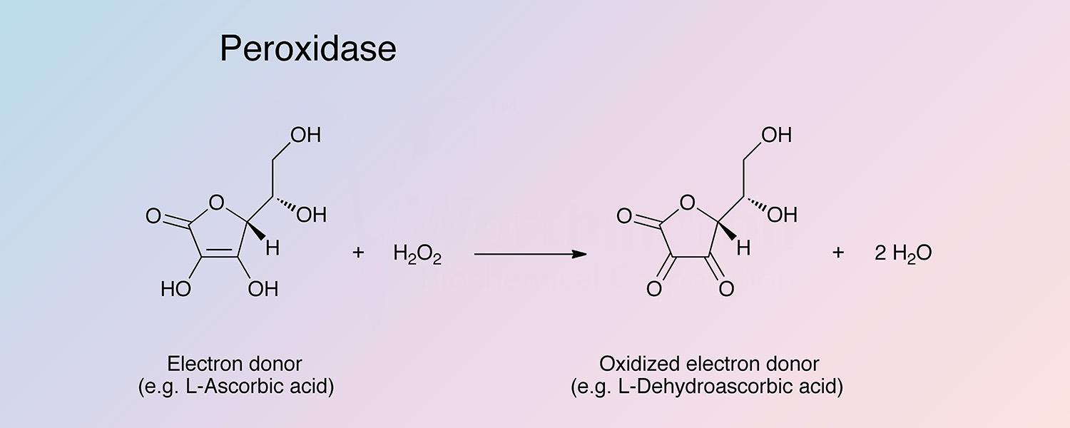 Peroxidase Enzymatic Reaction