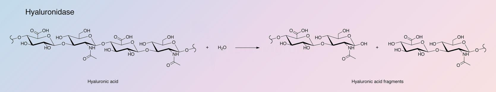 Hyaluronidase Enzymatic Reaction
