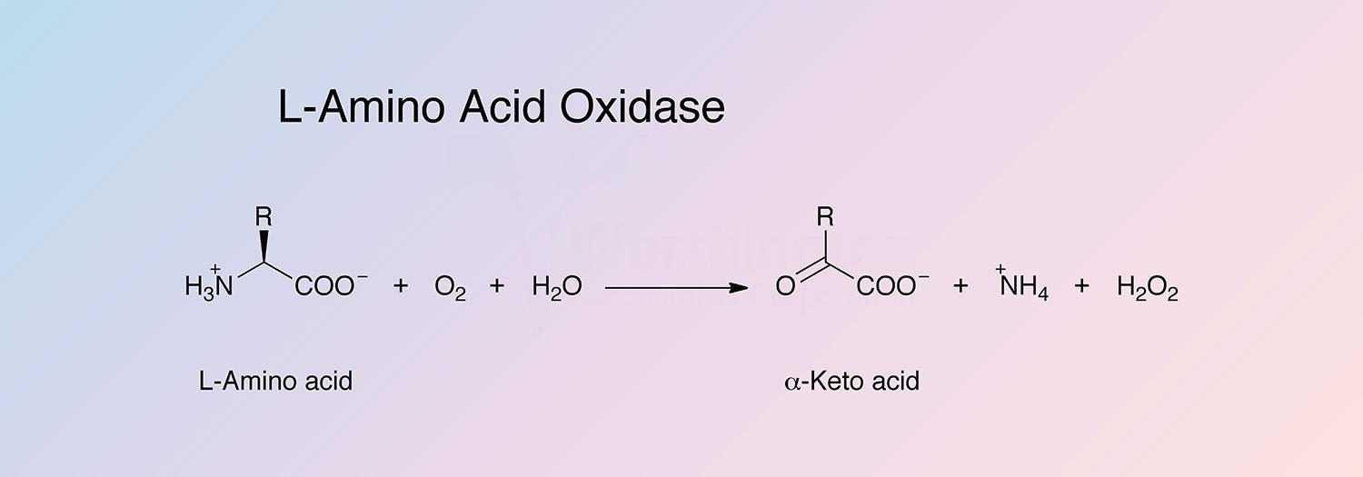 Amino Acid Oxidase, L- Enzymatic Reaction
