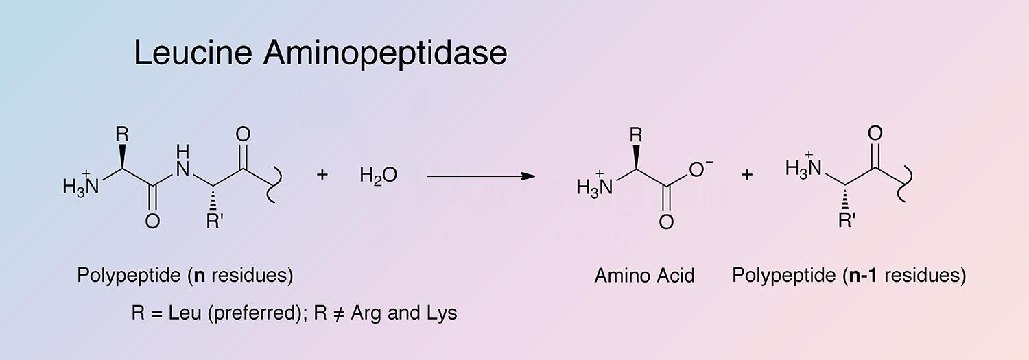 Leucine Aminopeptidase Enzymatic Reaction