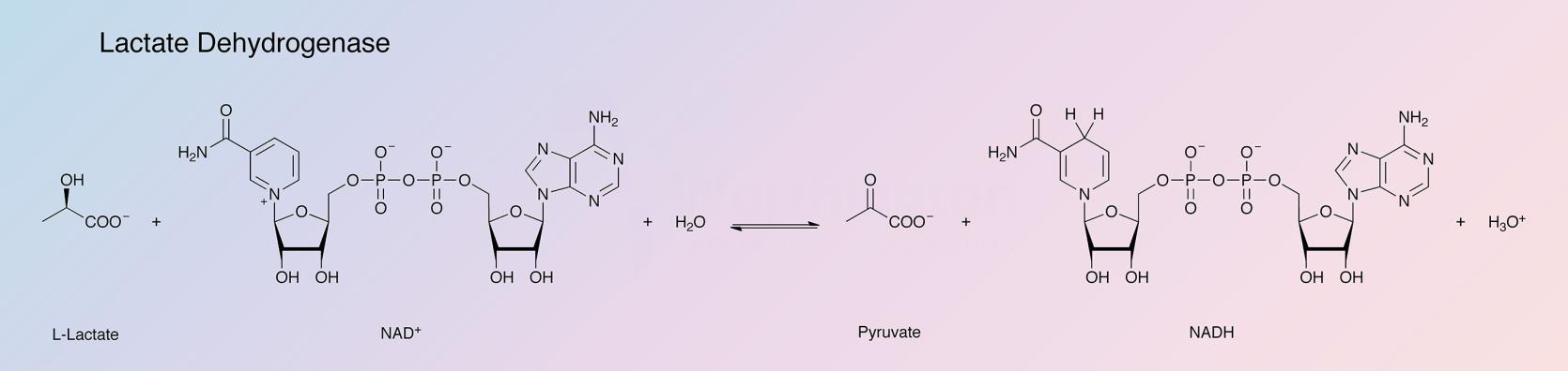 Lactate Dehydrogenase Enzymatic Reaction