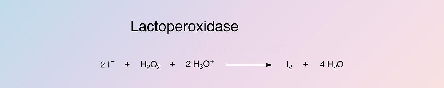 Lactoperoxidase Enzymatic Reaction