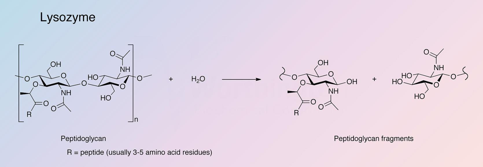 Lysozyme Enzymatic Reaction