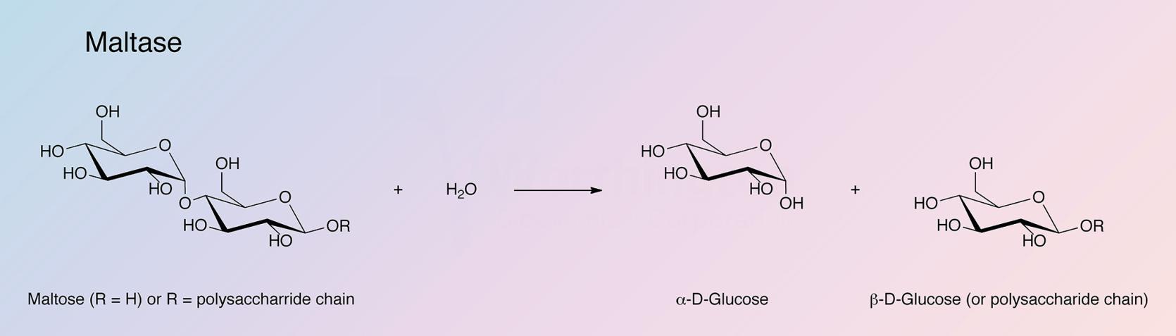 Maltase Enzymatic Reaction