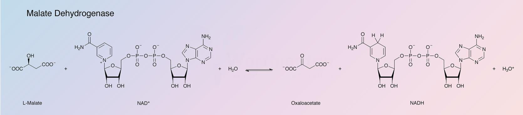 Malate Dehydrogenase Enzymatic Reaction