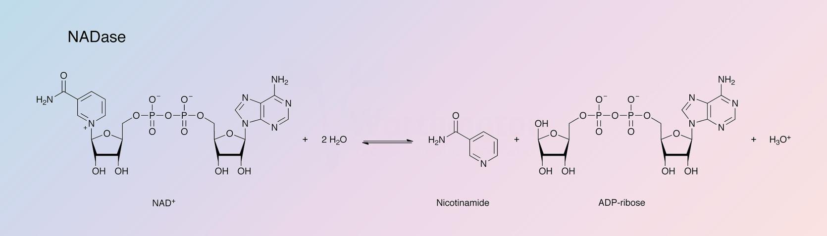 NADase  Enzymatic Reaction