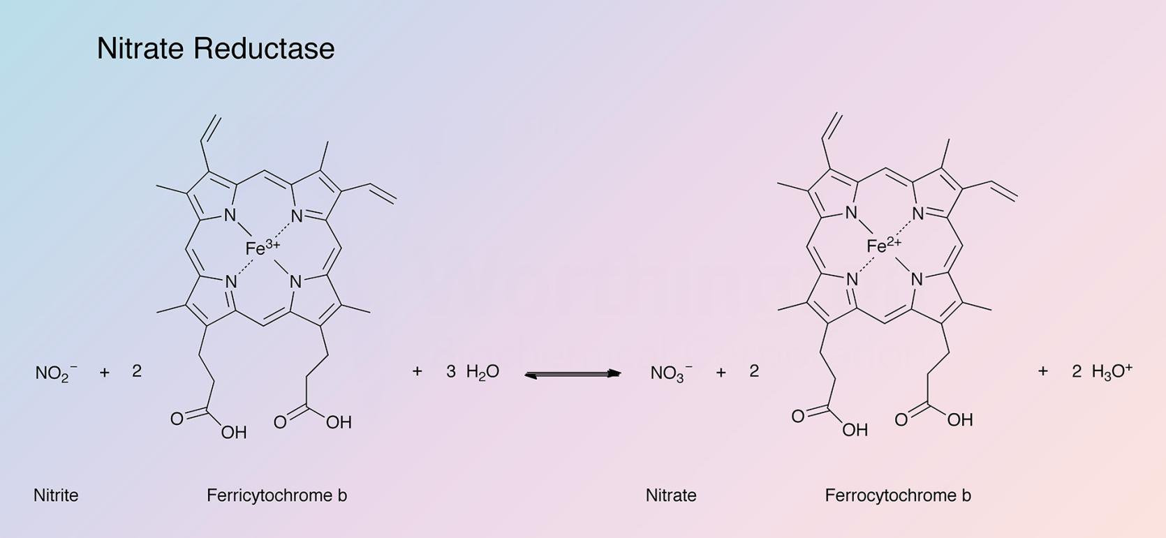 Nitrate Reductase Enzymatic Reaction