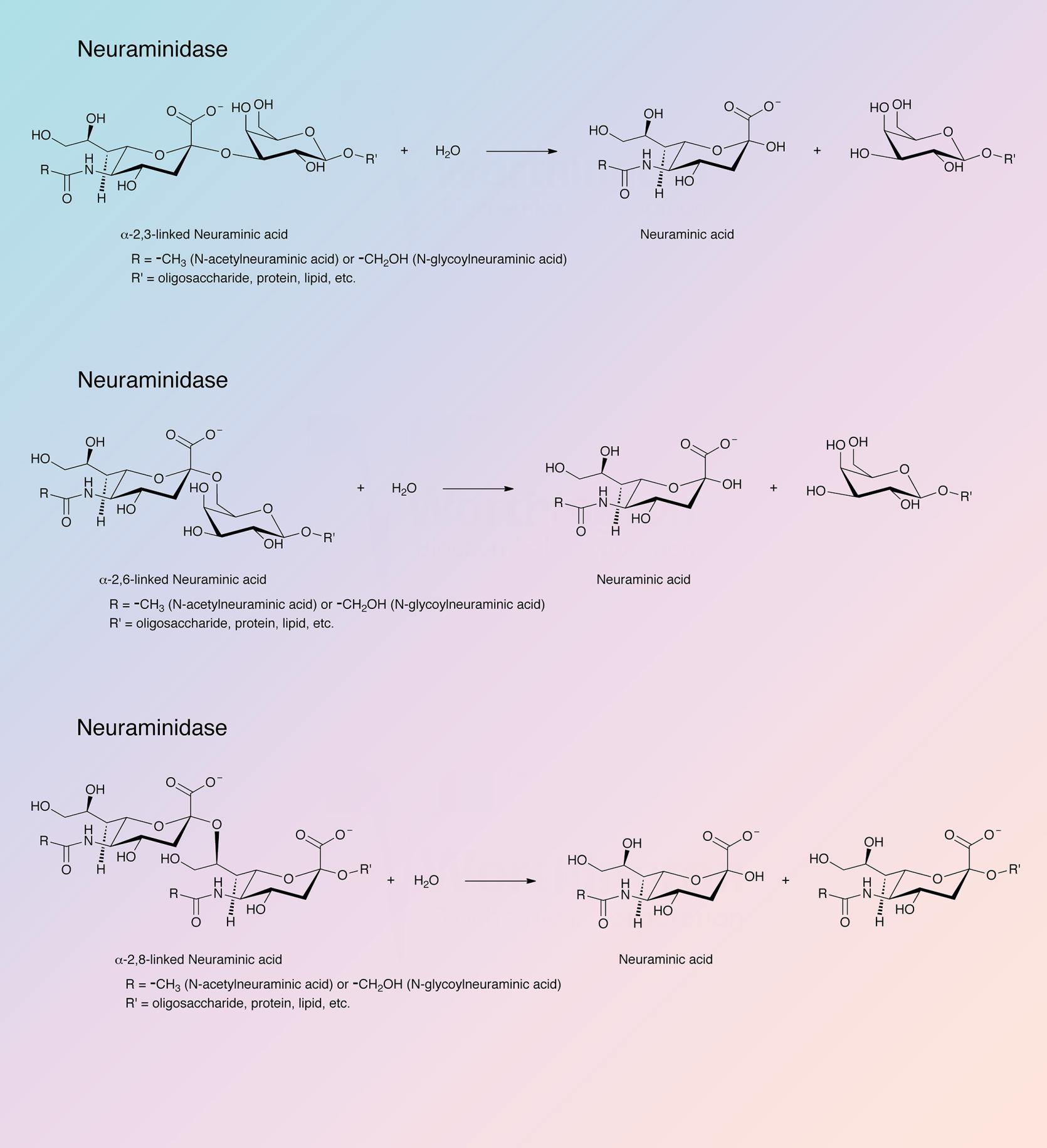 Neuraminidase Enzymatic Reaction