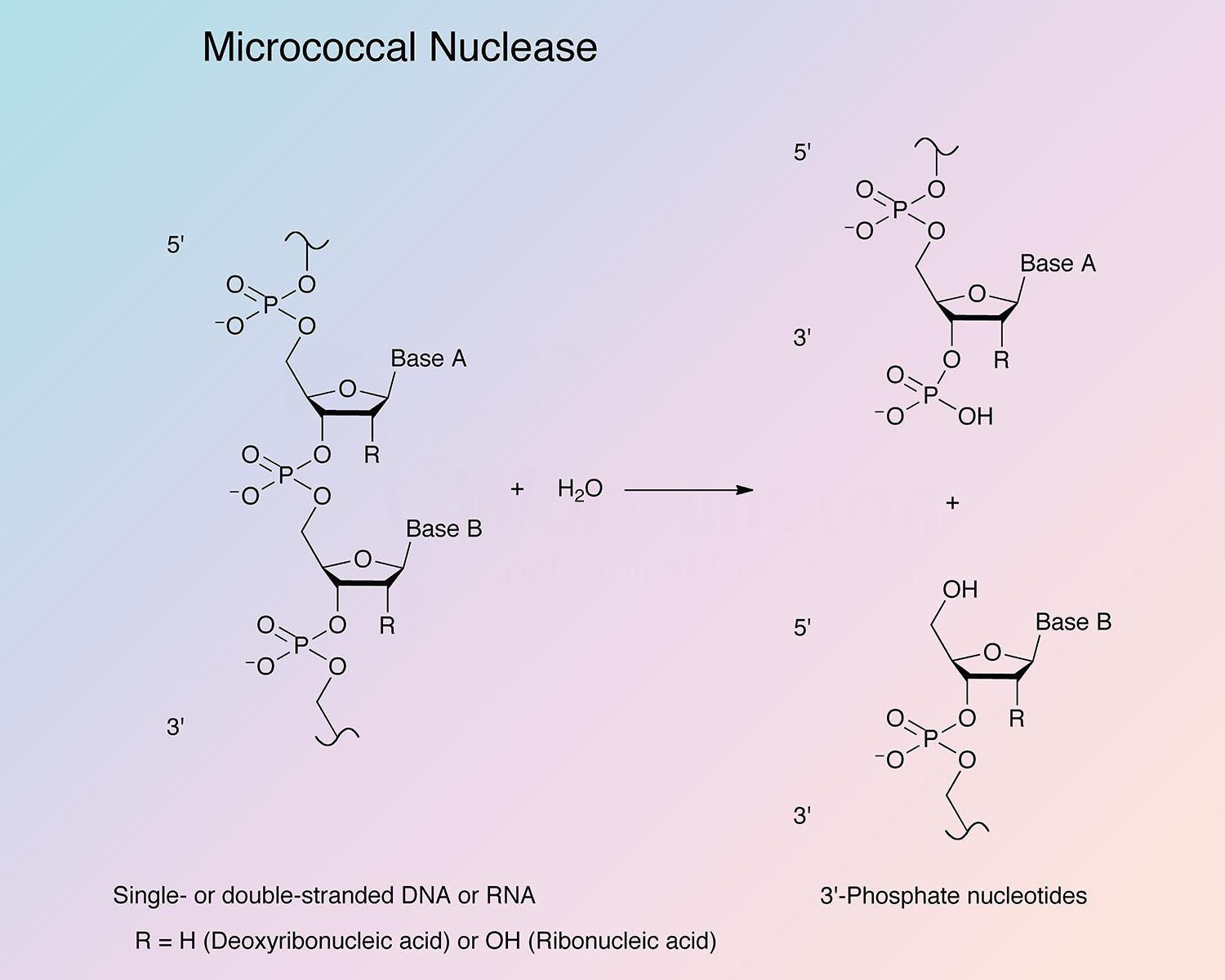 Nuclease, Micrococcal Enzymatic Reaction