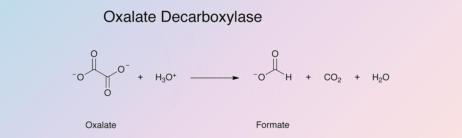 Oxalate Decarboxylase Enzymatic Reaction