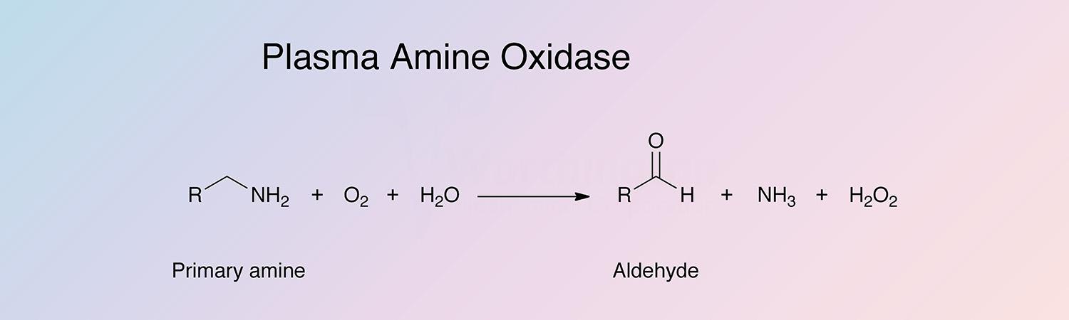 Plasma Amine Oxidase Enzymatic Reaction