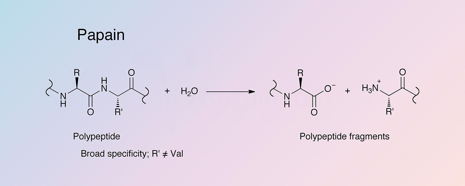 Papain Enzymatic Reaction