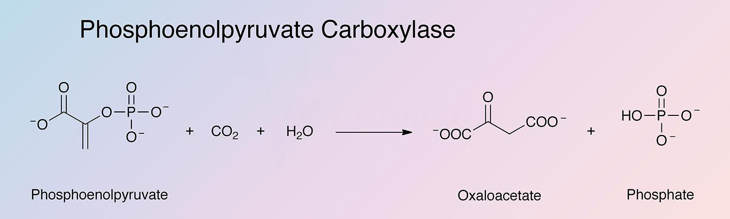 Phosphoenolpyruvate Carboxylase Enzymatic Reaction