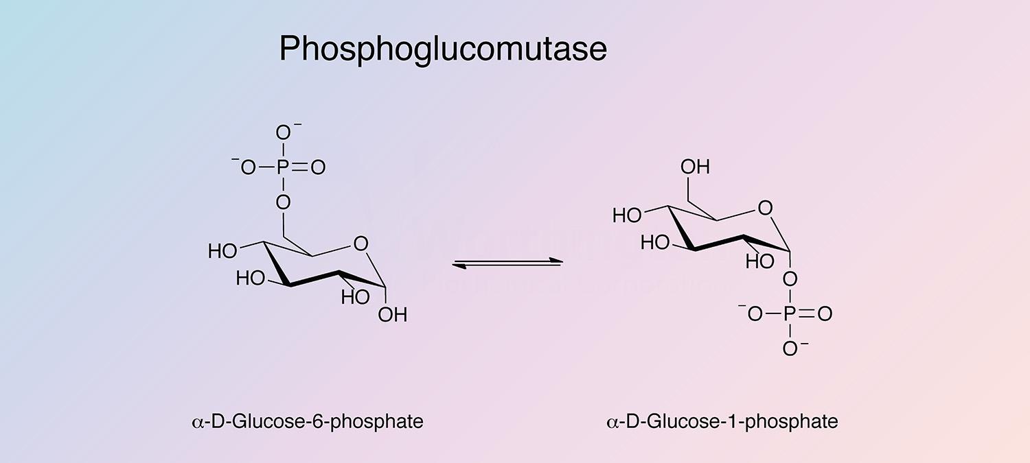 Phosphoglucomutase Enzymatic Reaction
