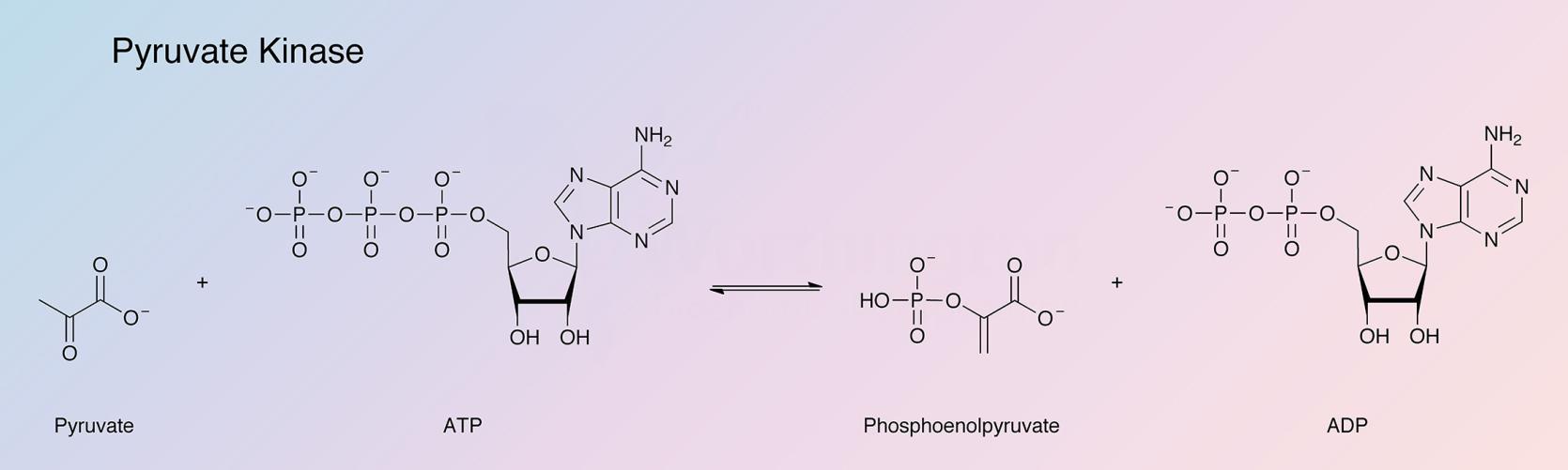 Pyruvate Kinase Enzymatic Reaction