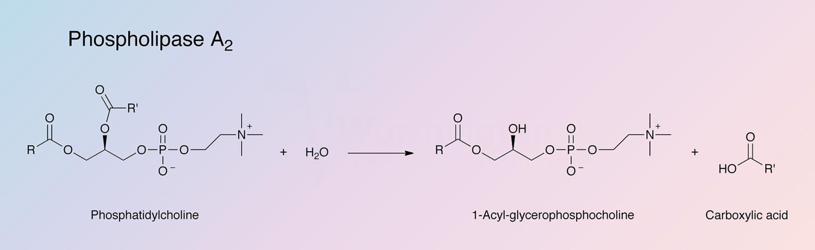 Phospholipase A2 Enzymatic Reaction