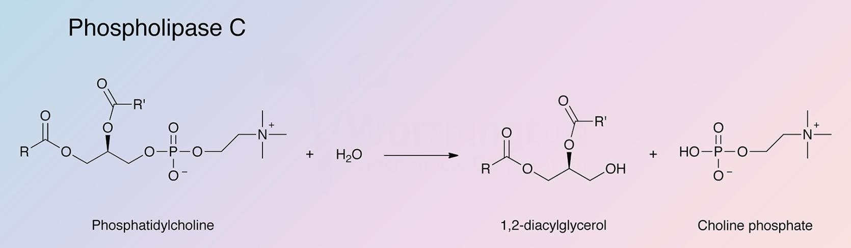 Phospholipase C Enzymatic Reaction