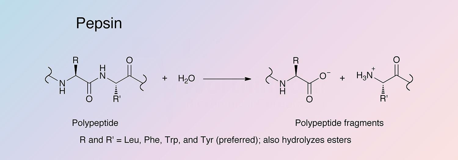 Pepsin Enzymatic Reaction