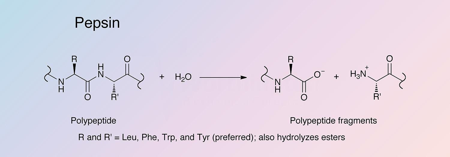 Pepsin Enzymatic Reaction