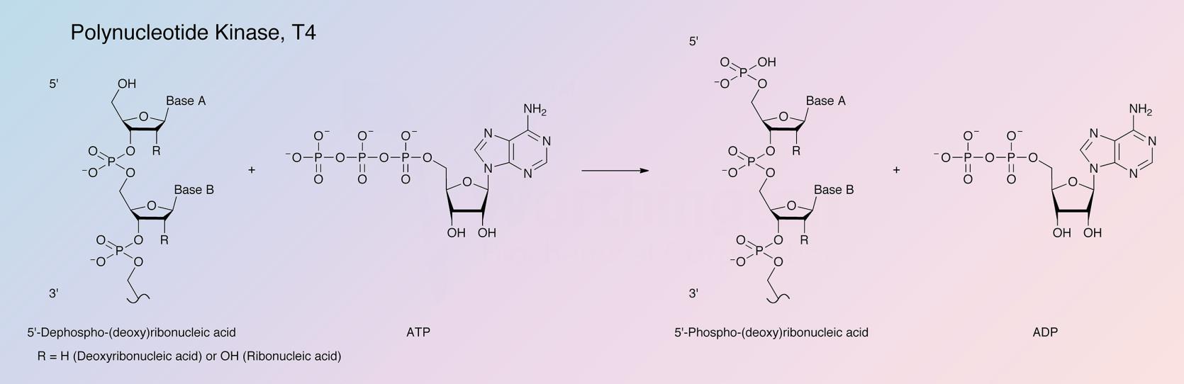 Polynucleotide Kinase, T4 Enzymatic Reaction