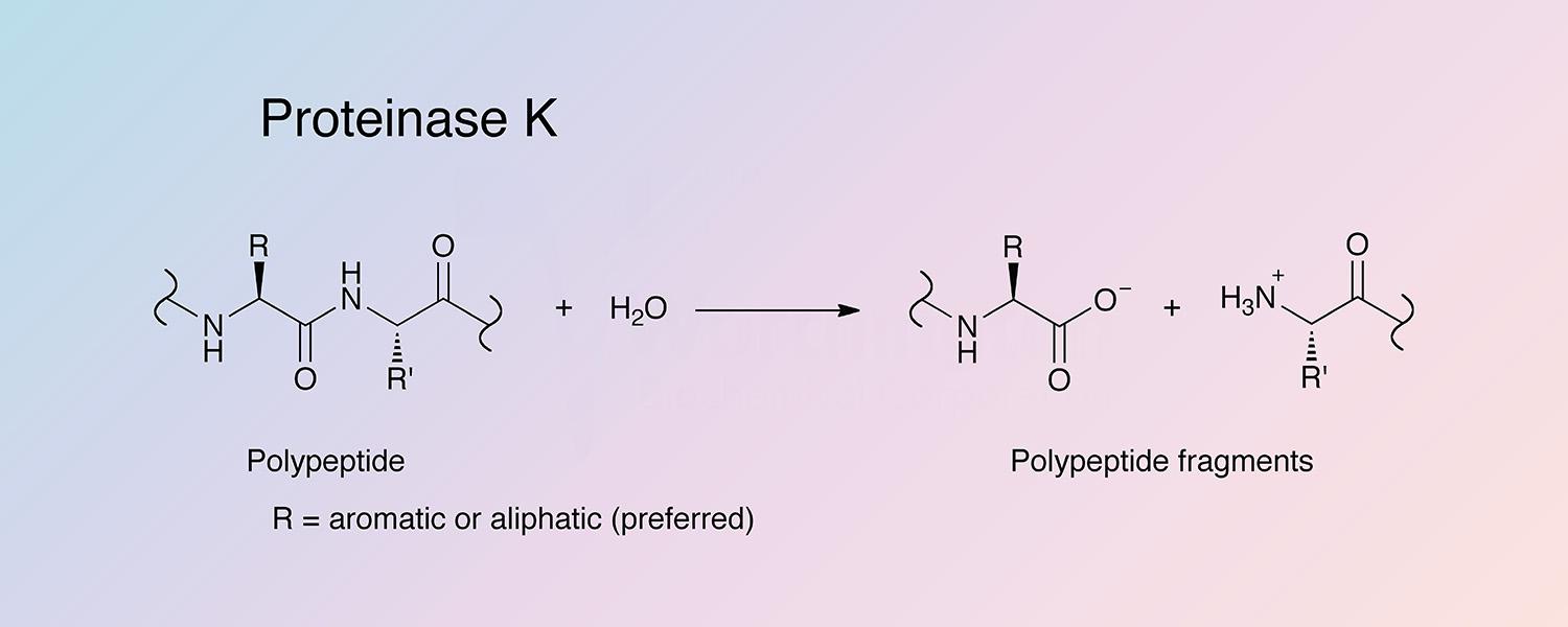 Proteinase K Enzymatic Reaction