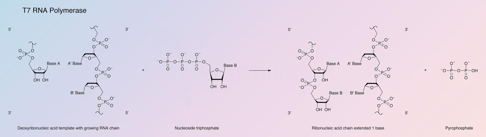 RNA Polymerase, T7 Enzymatic Reaction
