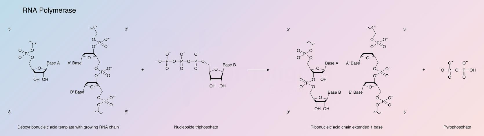 RNA Polymerase Enzymatic Reaction