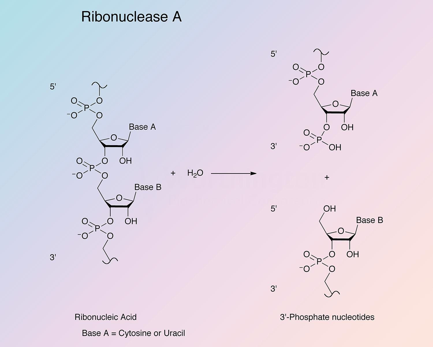 Ribonuclease A Enzymatic Reaction