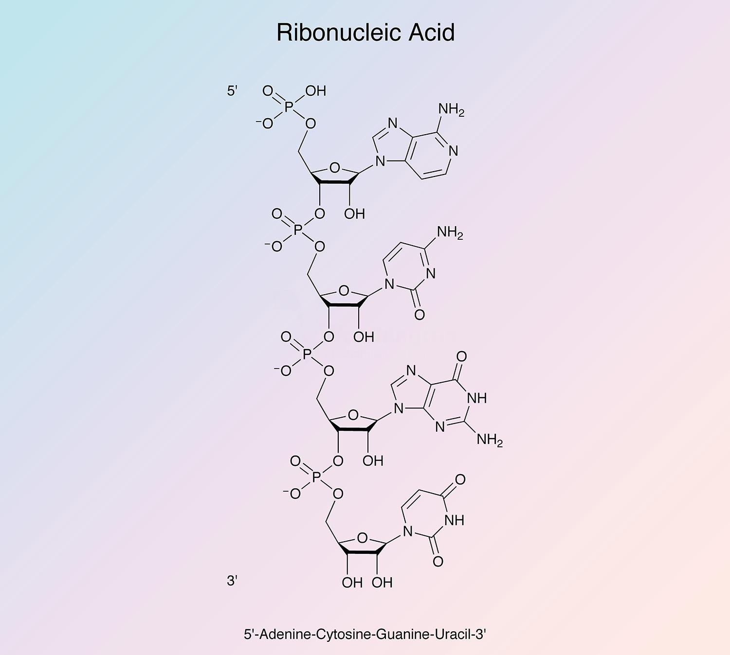 Ribonucleic Acid Enzymatic Reaction
