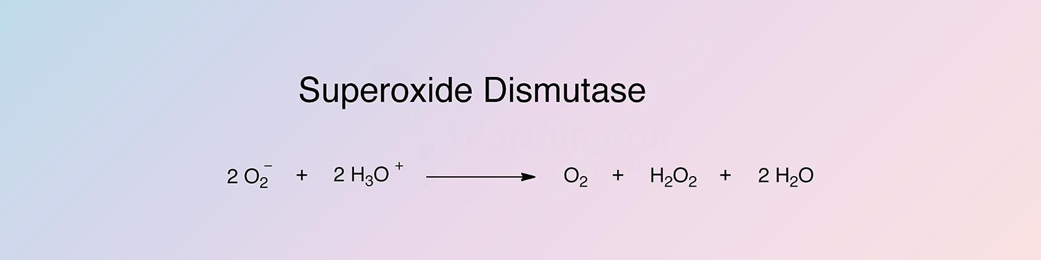 Superoxide Dismutase Enzymatic Reaction