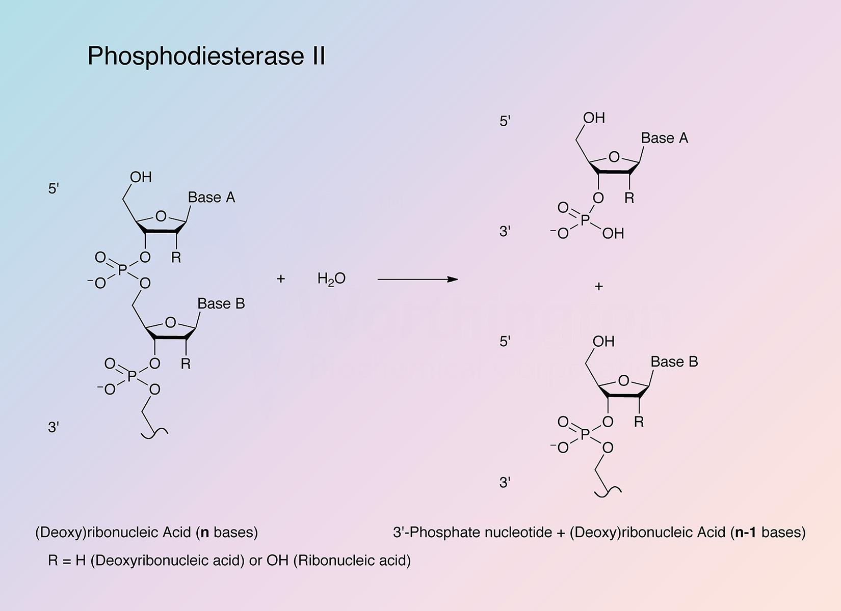 Phosphodiesterase II Enzymatic Reaction