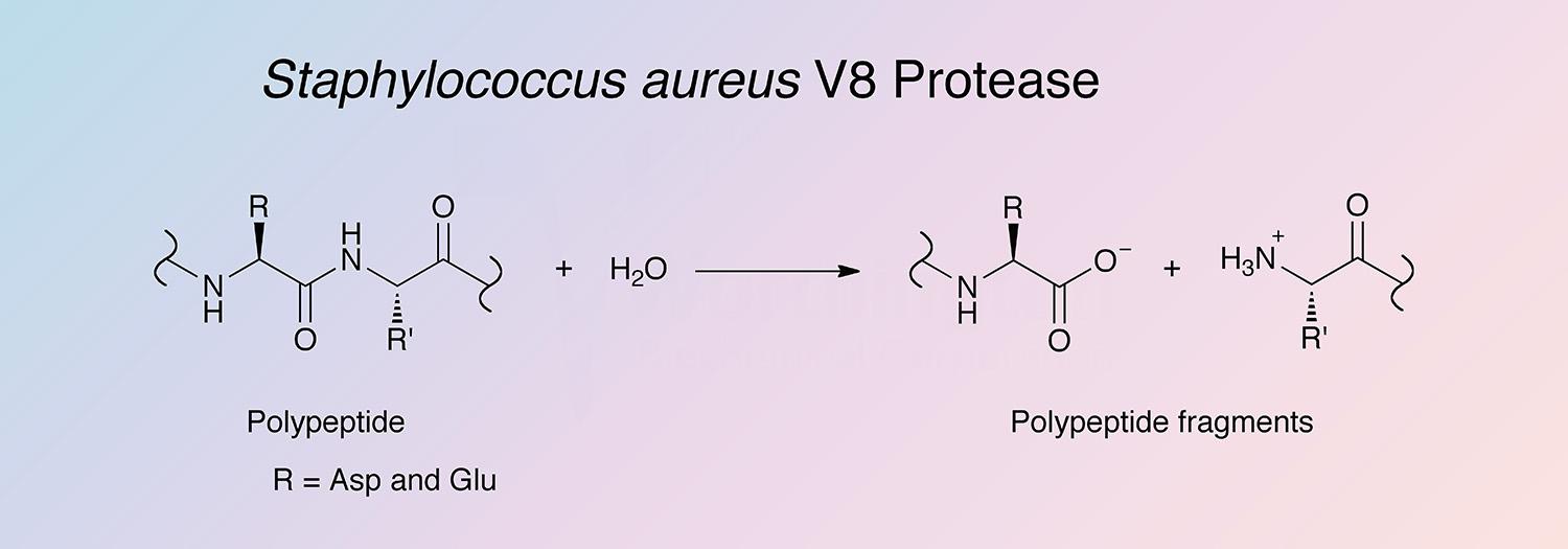 Protease, Staph aureus Enzymatic Reaction