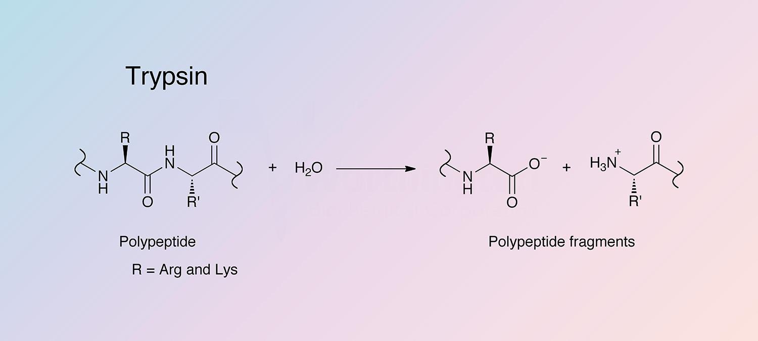Trypsin Enzymatic Reaction