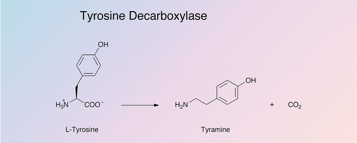 Tyrosine Decarboxylase Enzymatic Reaction