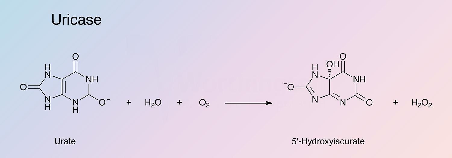 Uricase  Enzymatic Reaction