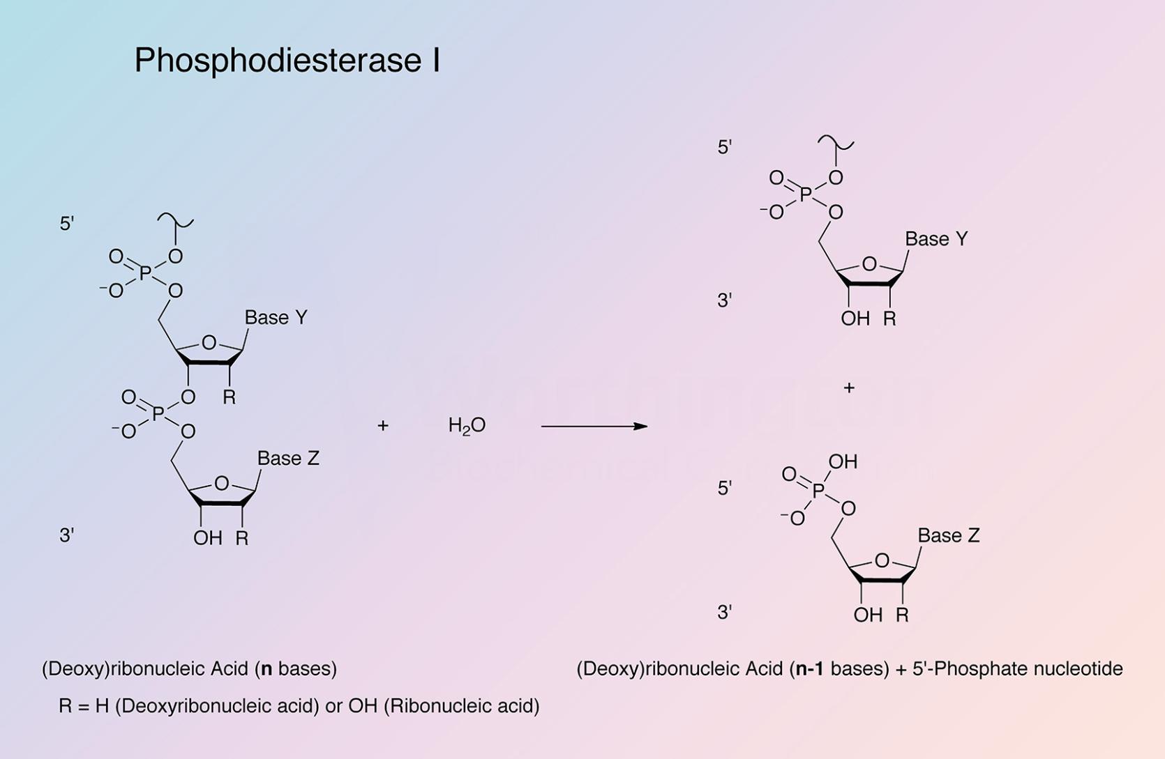 Phosphodiesterase I Enzymatic Reaction