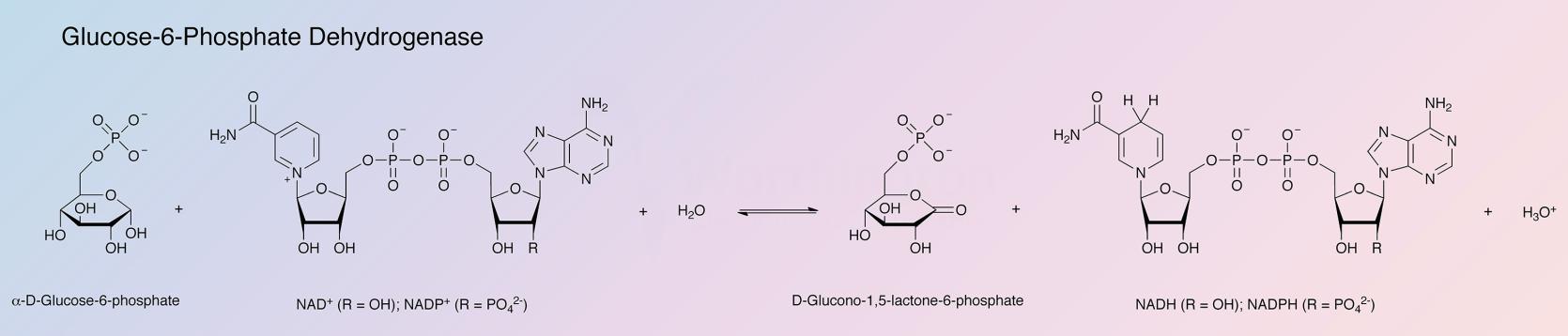 Glucose-6-Phosphate Dehydrogenase Enzymatic Reaction