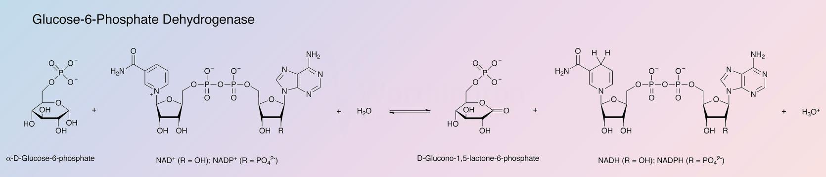 Glucose-6-Phosphate Dehydrogenase Enzymatic Reaction